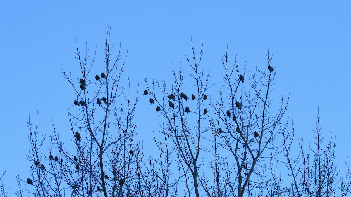 Bohemian Waxwing - ML646543007