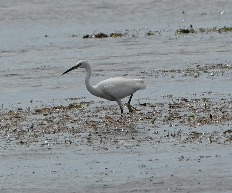 silkehegre (garzetta) - ML646543012