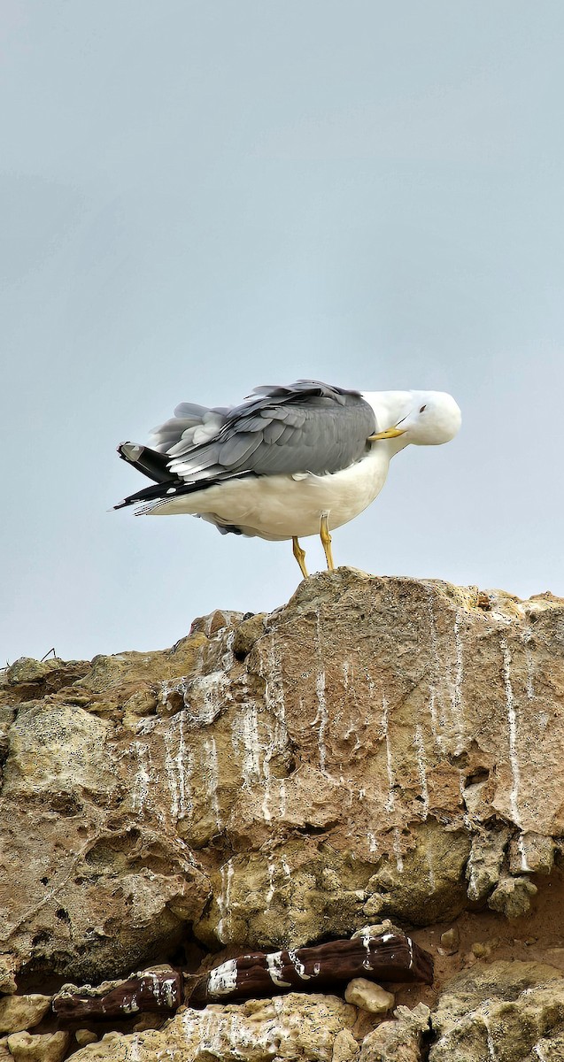 Yellow-legged Gull - ML646543019