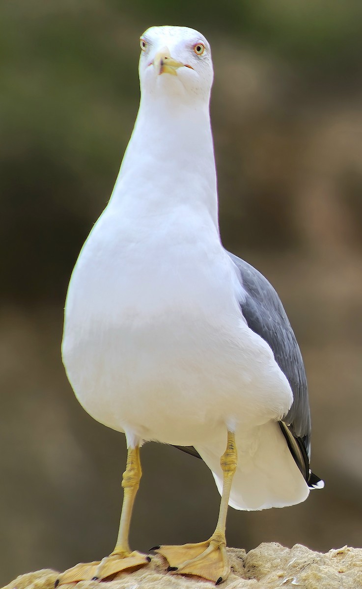 Yellow-legged Gull - ML646543021