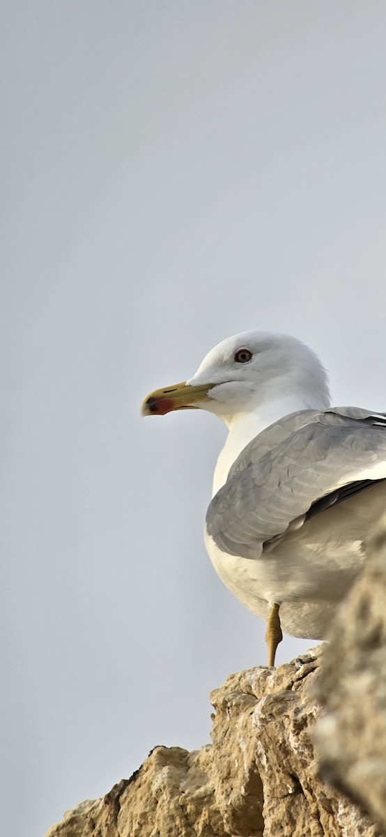 Yellow-legged Gull - ML646543022