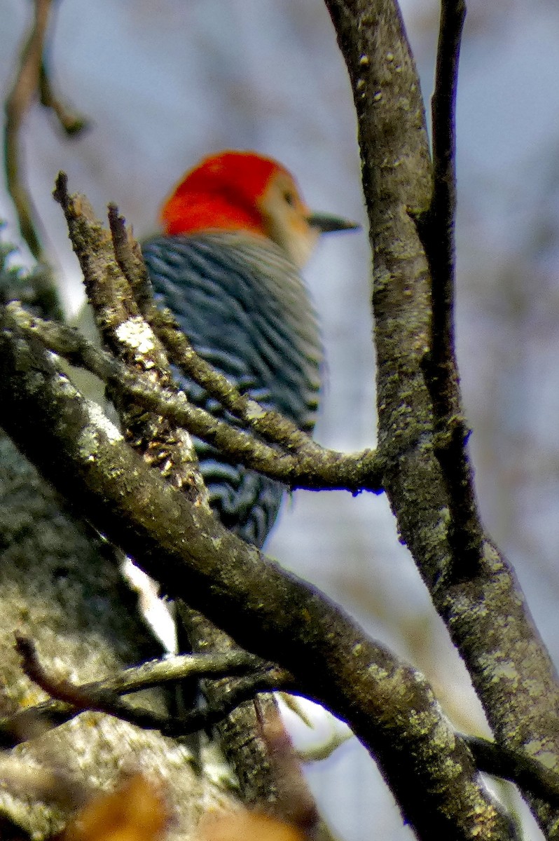 Pic à ventre roux - ML646543024