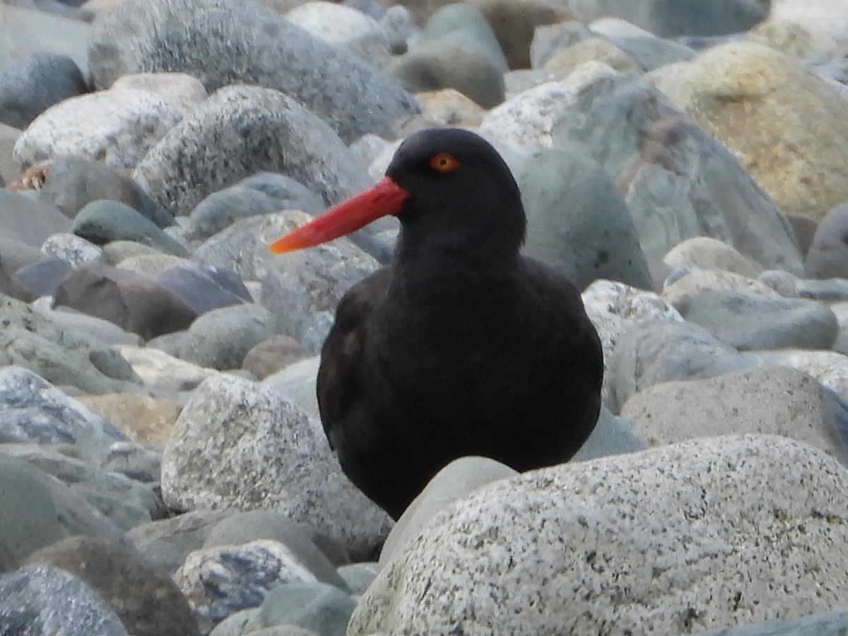 tykknebbsvarttjeld - ML646543025