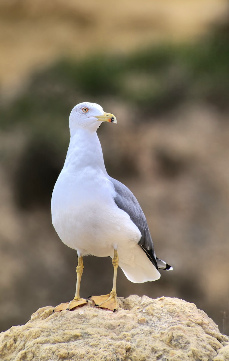 Yellow-legged Gull - ML646543026