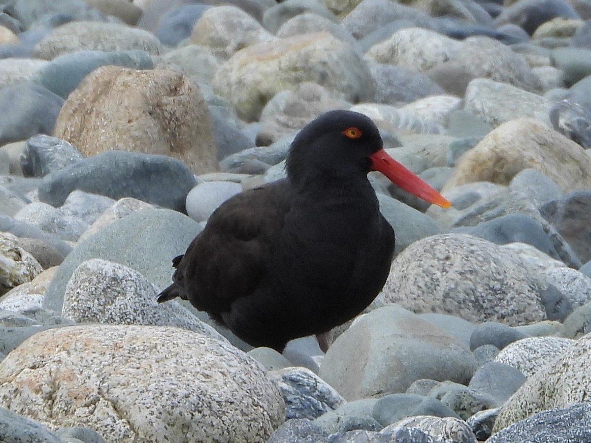 tykknebbsvarttjeld - ML646543027