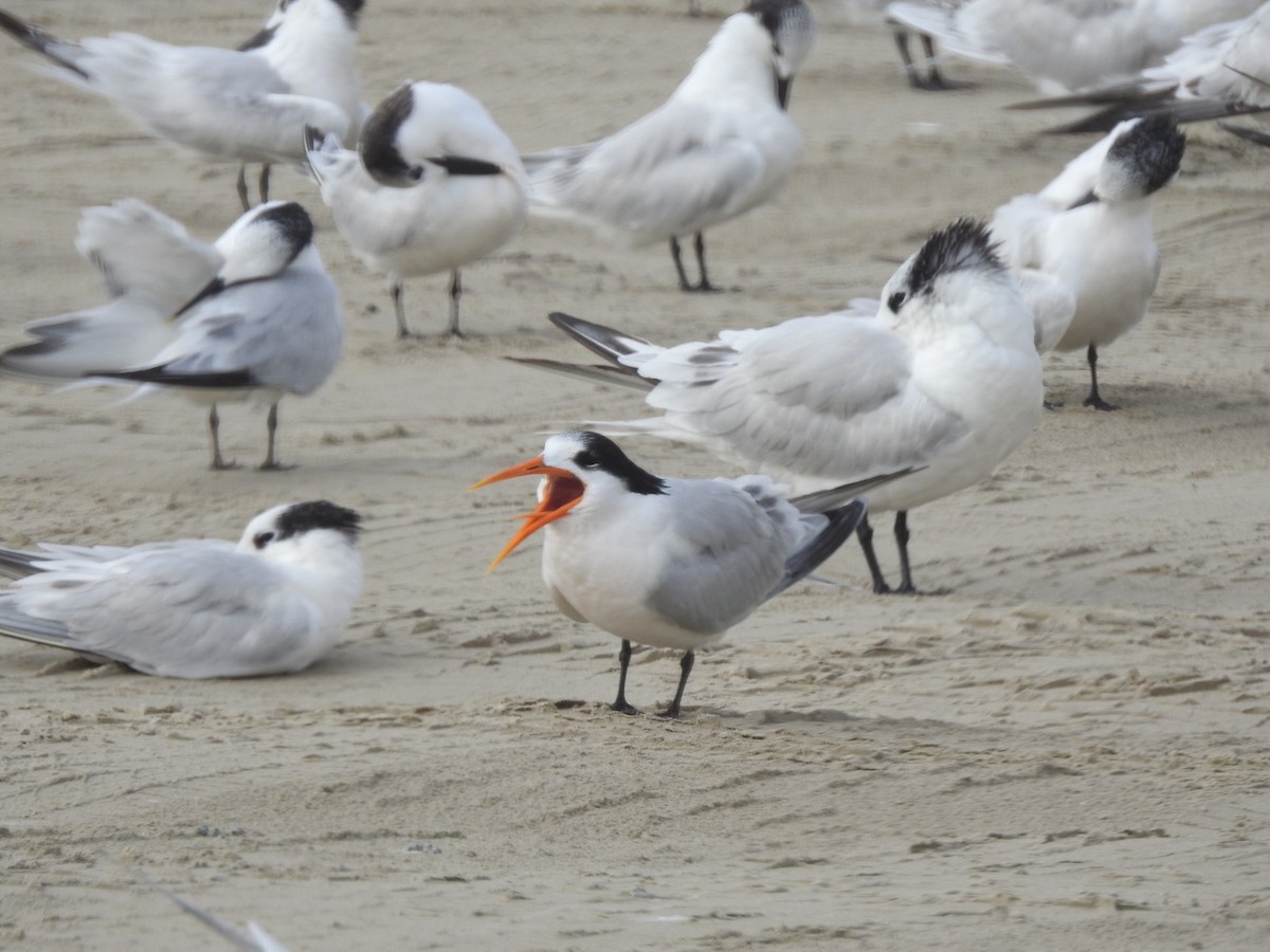 Elegant Tern - ML646543028