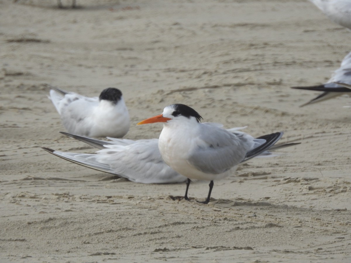 Elegant Tern - ML646543029