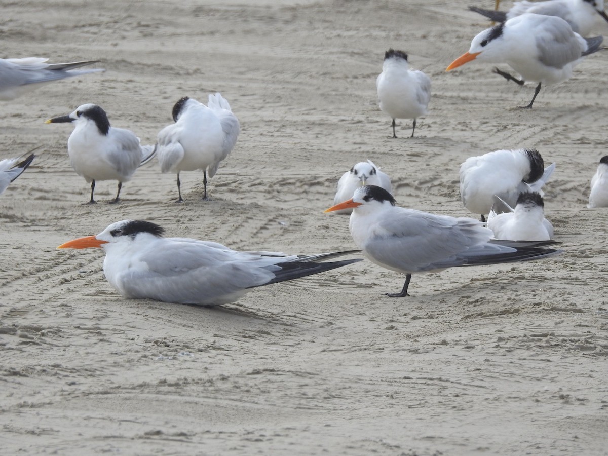 Elegant Tern - ML646543030
