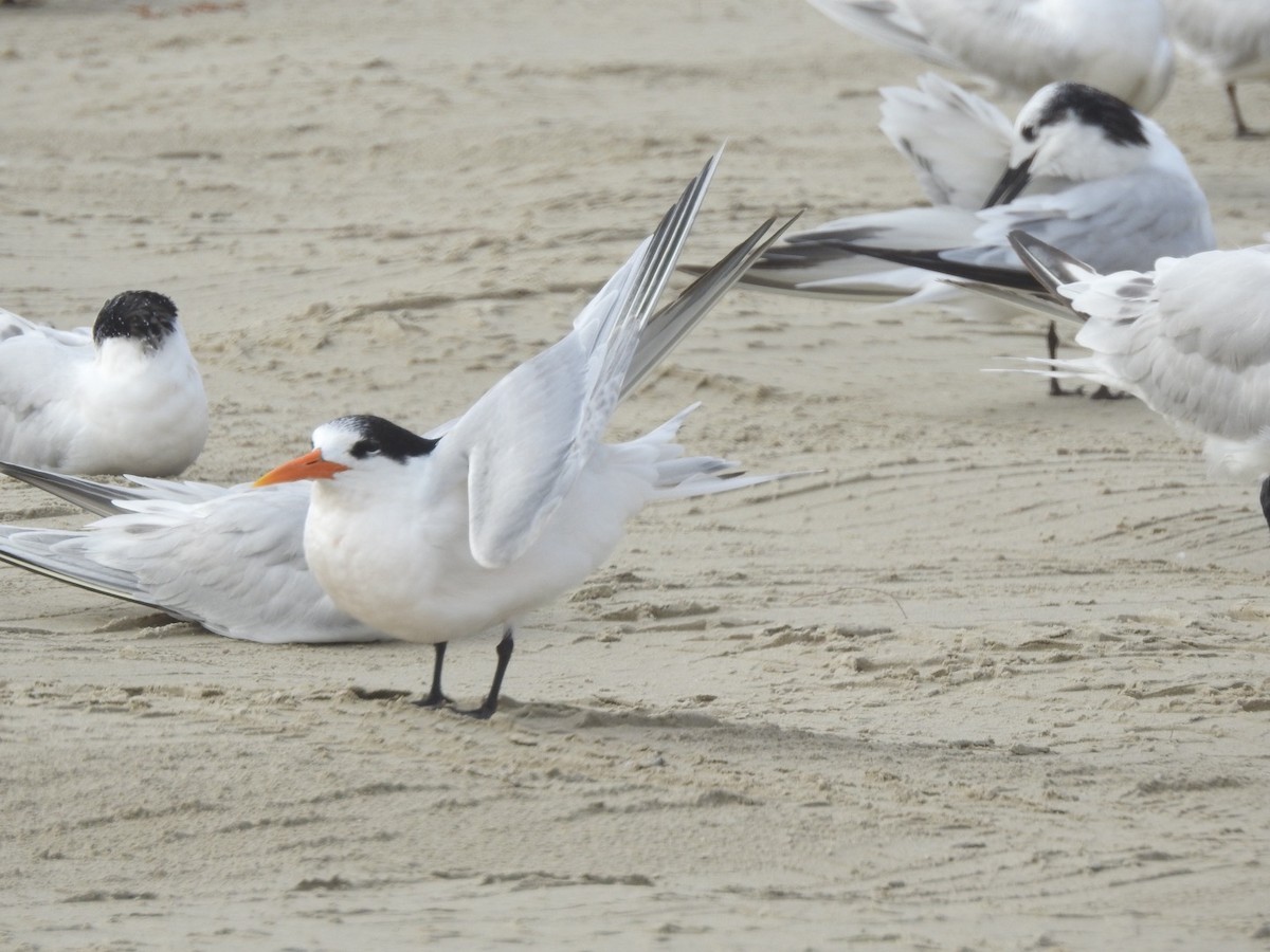 Elegant Tern - ML646543031