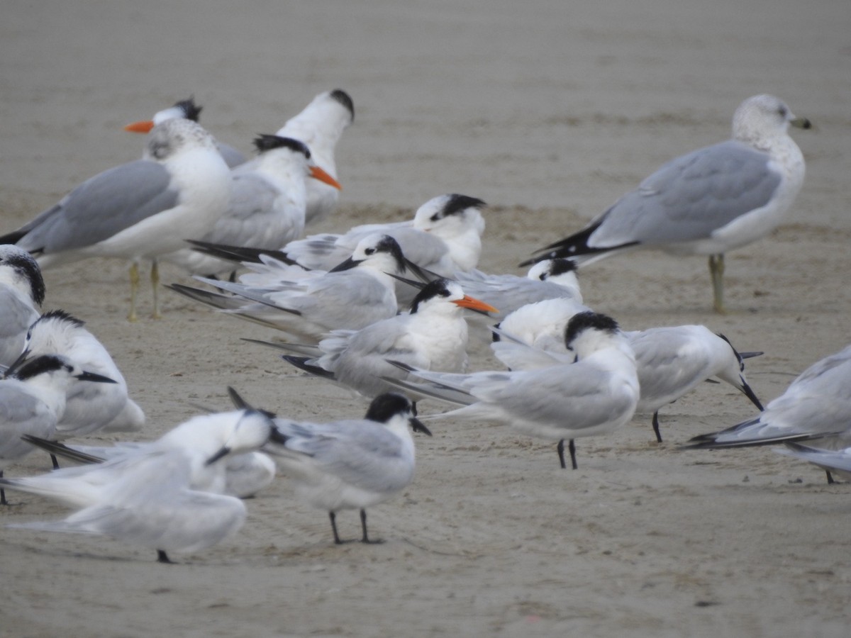 Elegant Tern - ML646543032