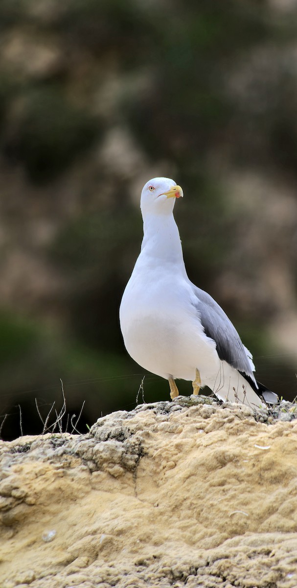 Yellow-legged Gull - ML646543033