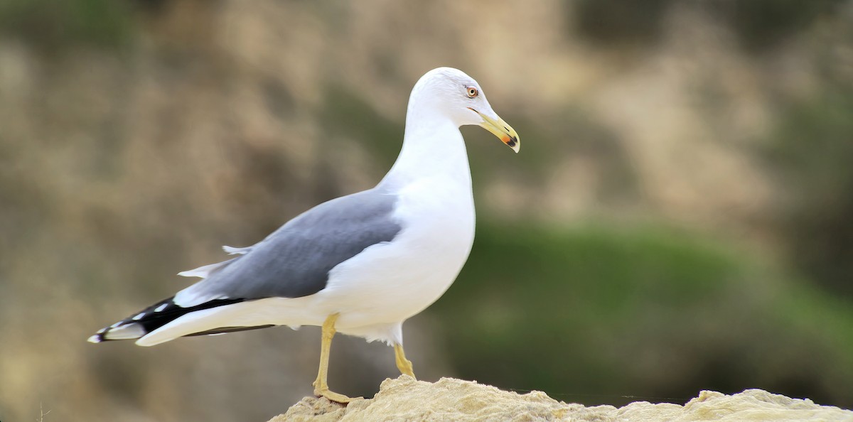 Yellow-legged Gull - ML646543034