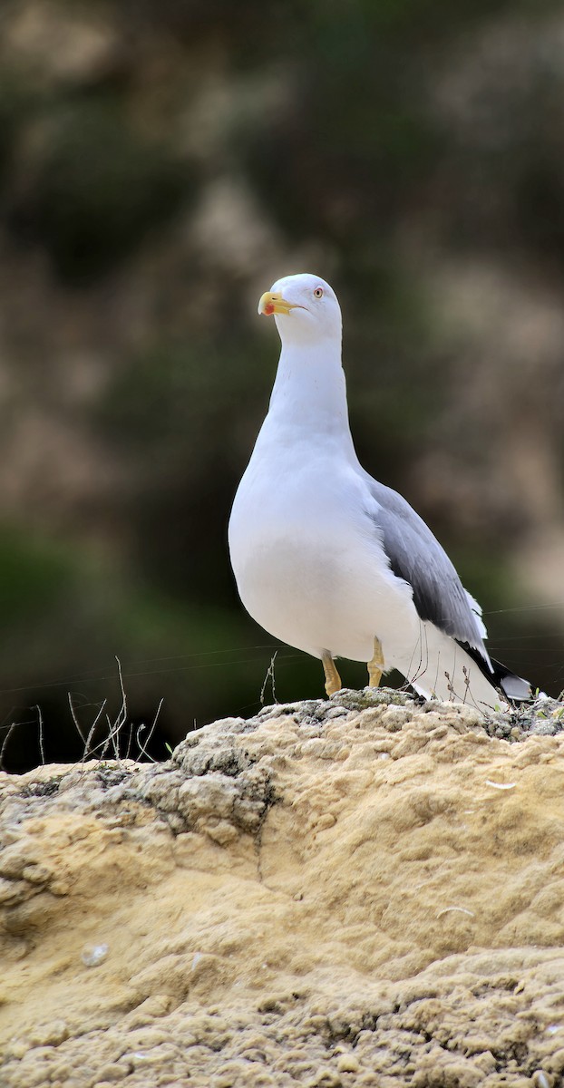 Yellow-legged Gull - ML646543035