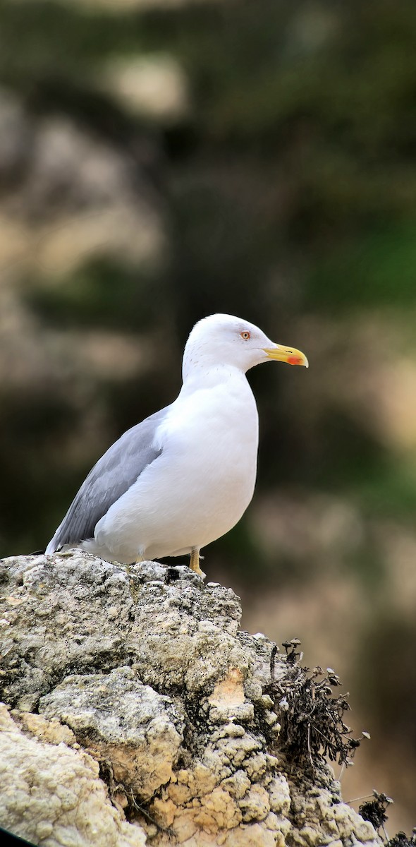 Yellow-legged Gull - ML646543036