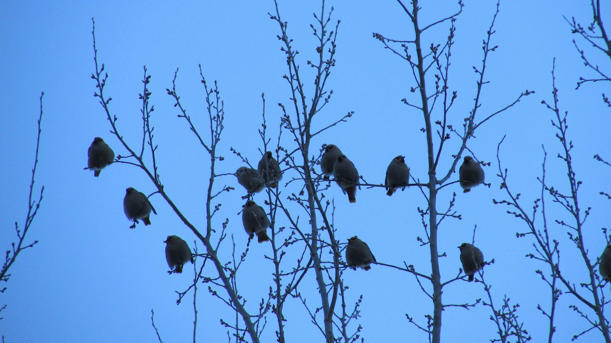 Bohemian Waxwing - ML646543037