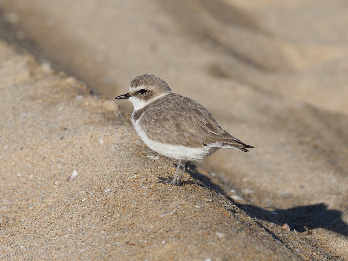 Snowy Plover - ML646543040