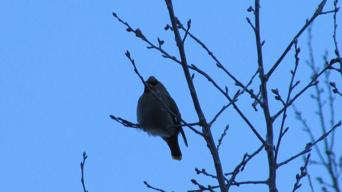 Bohemian Waxwing - ML646543041