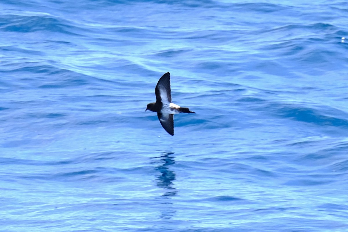 New Zealand Storm-Petrel - ML646543042