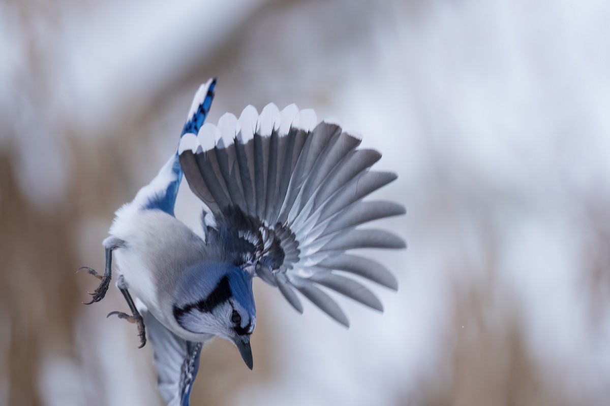 Blue Jay - ML646543044