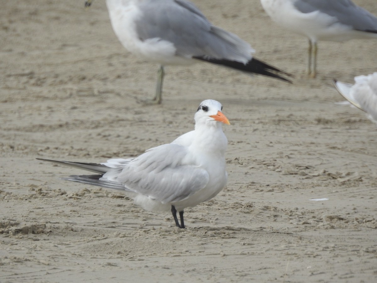 Royal Tern - ML646543045