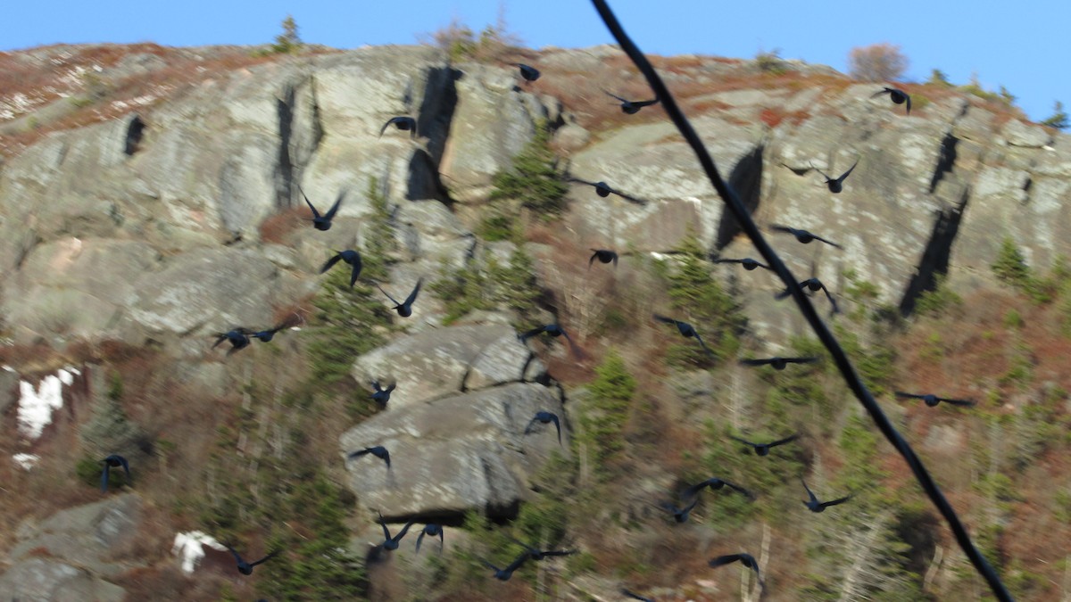 Bohemian Waxwing - ML646543046