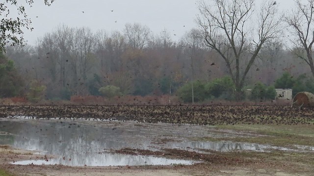 Sargento Alirrojo - ML646543047