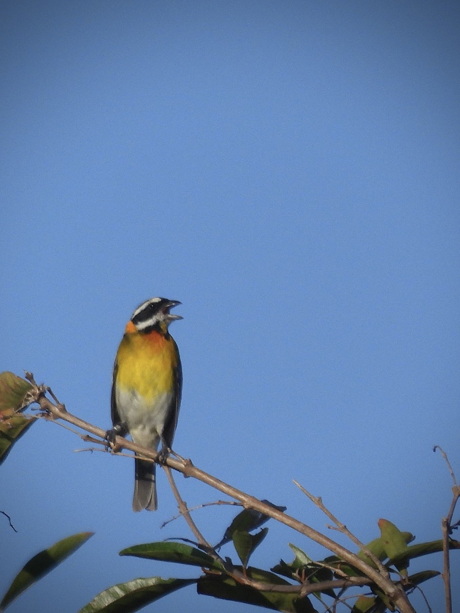 Puerto-Rico-Streifenkopftangare - ML646543048