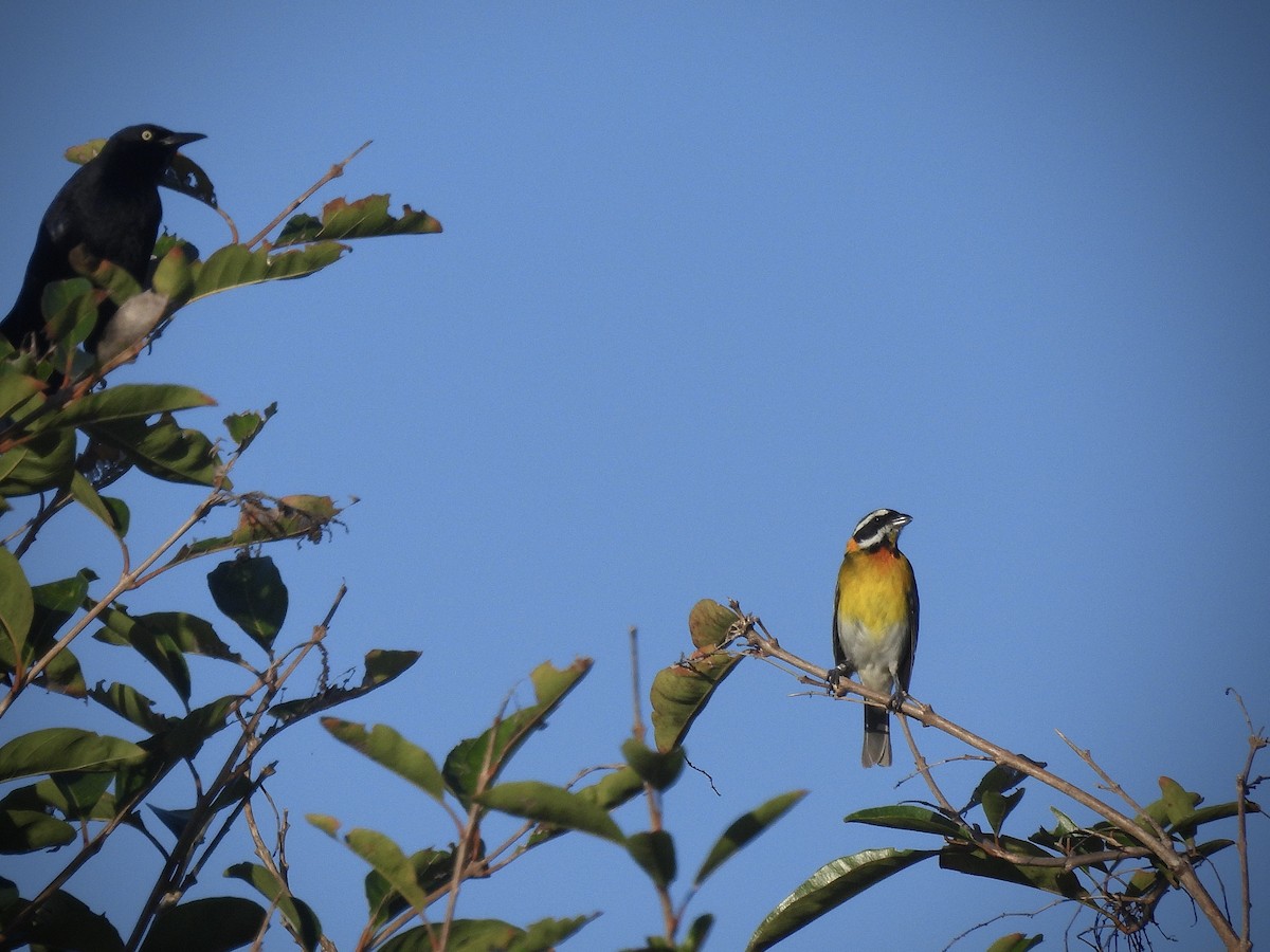 Puerto-Rico-Streifenkopftangare - ML646543049