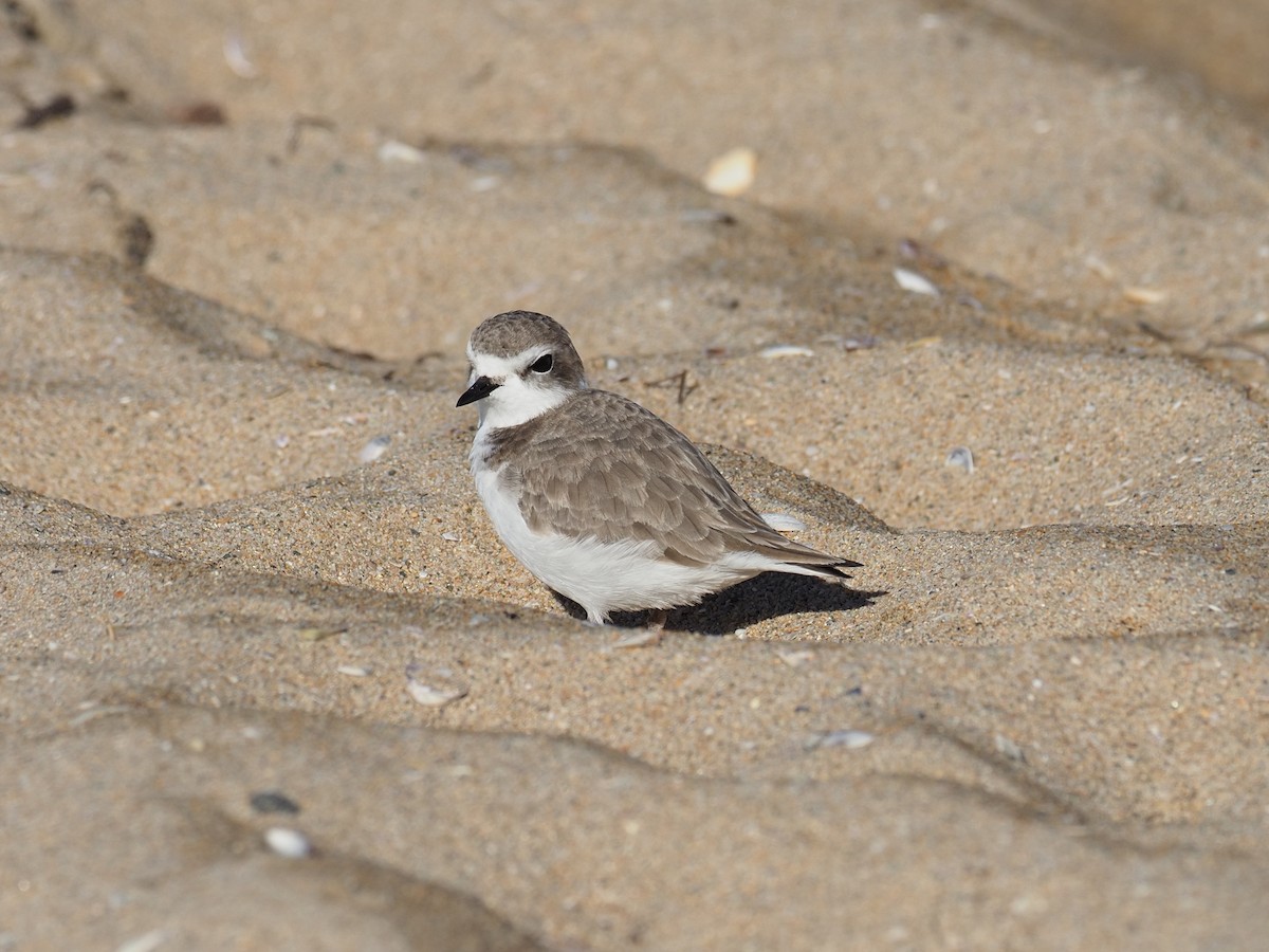 Snowy Plover - ML646543050