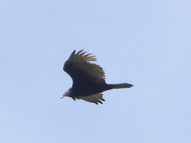 Turkey Vulture - ML646543051