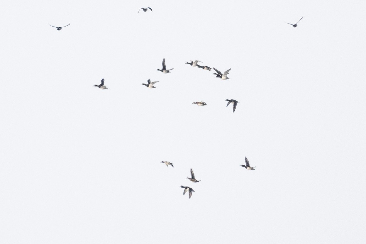 Ring-necked Duck - ML646543052