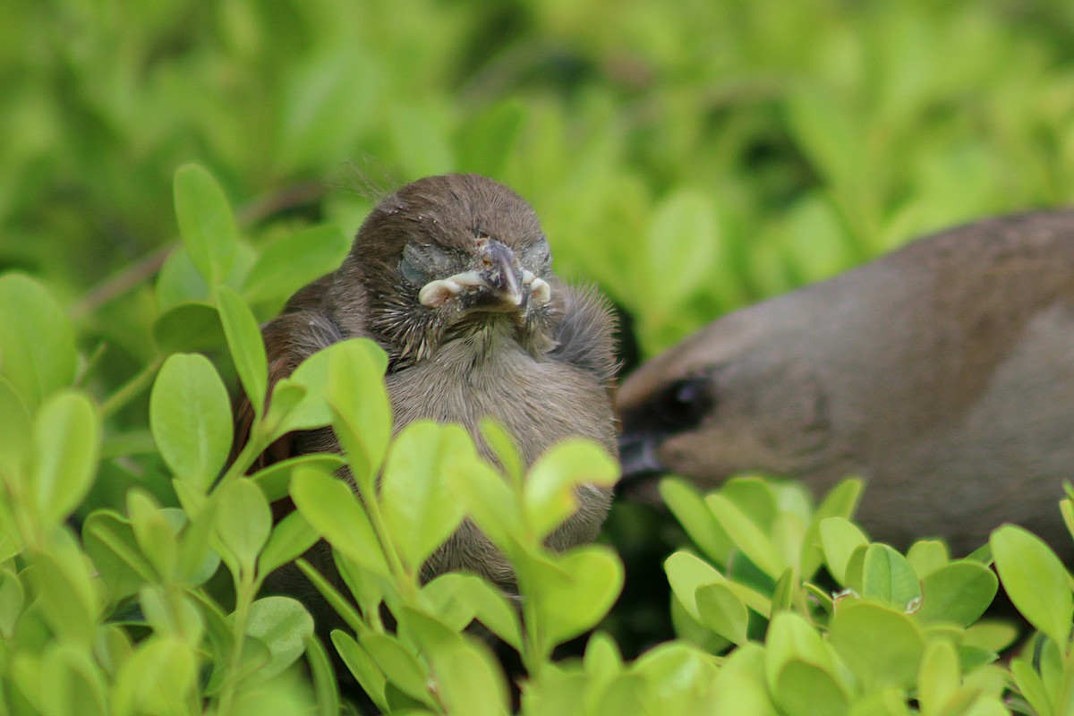 Grayish Baywing - ML646543056