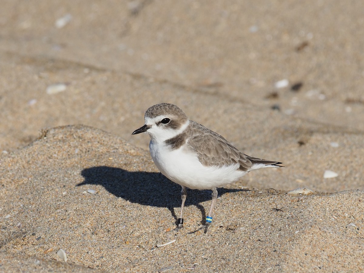 Snowy Plover - ML646543057