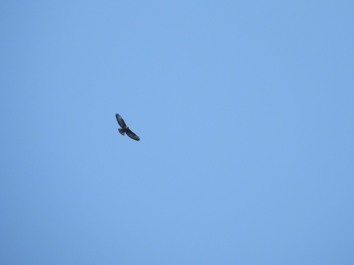 Short-tailed Hawk - ML646543058