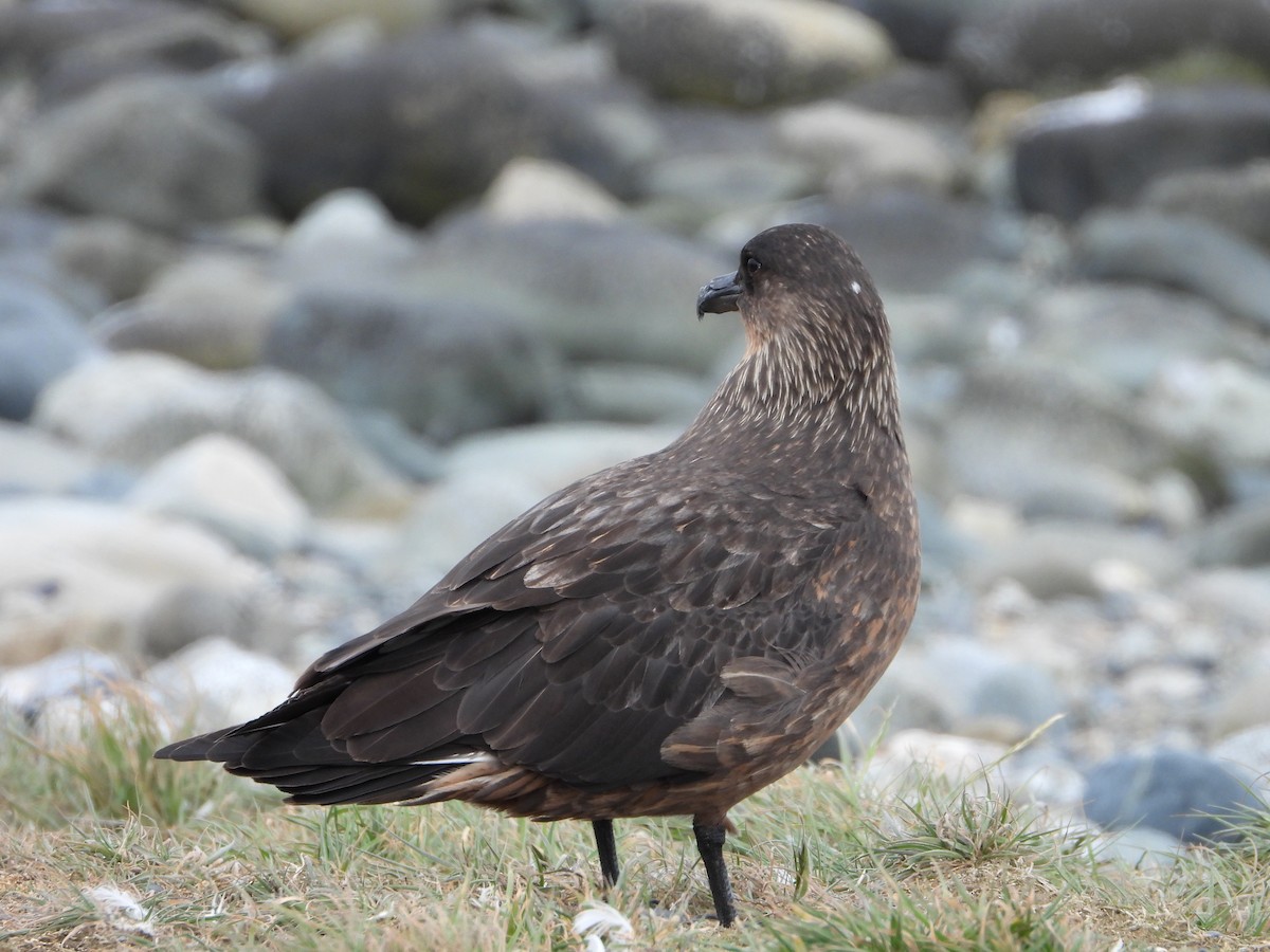 kaneljo - ML646543059