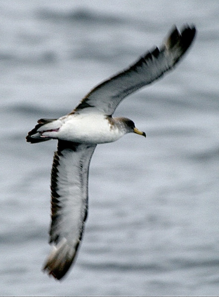 Boz Yelkovan - ML646543060