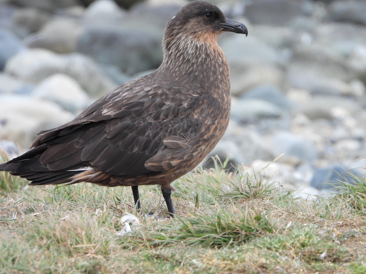 kaneljo - ML646543061