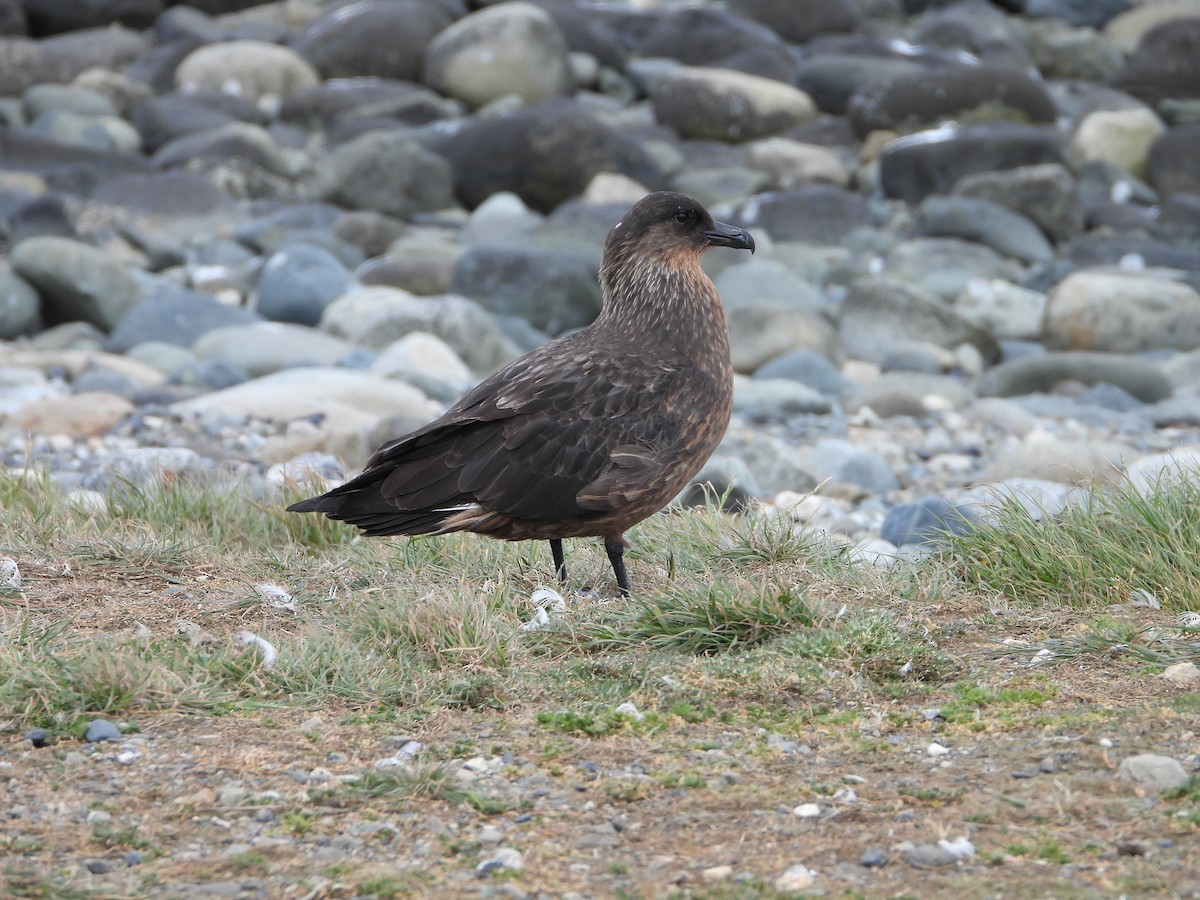 kaneljo - ML646543062