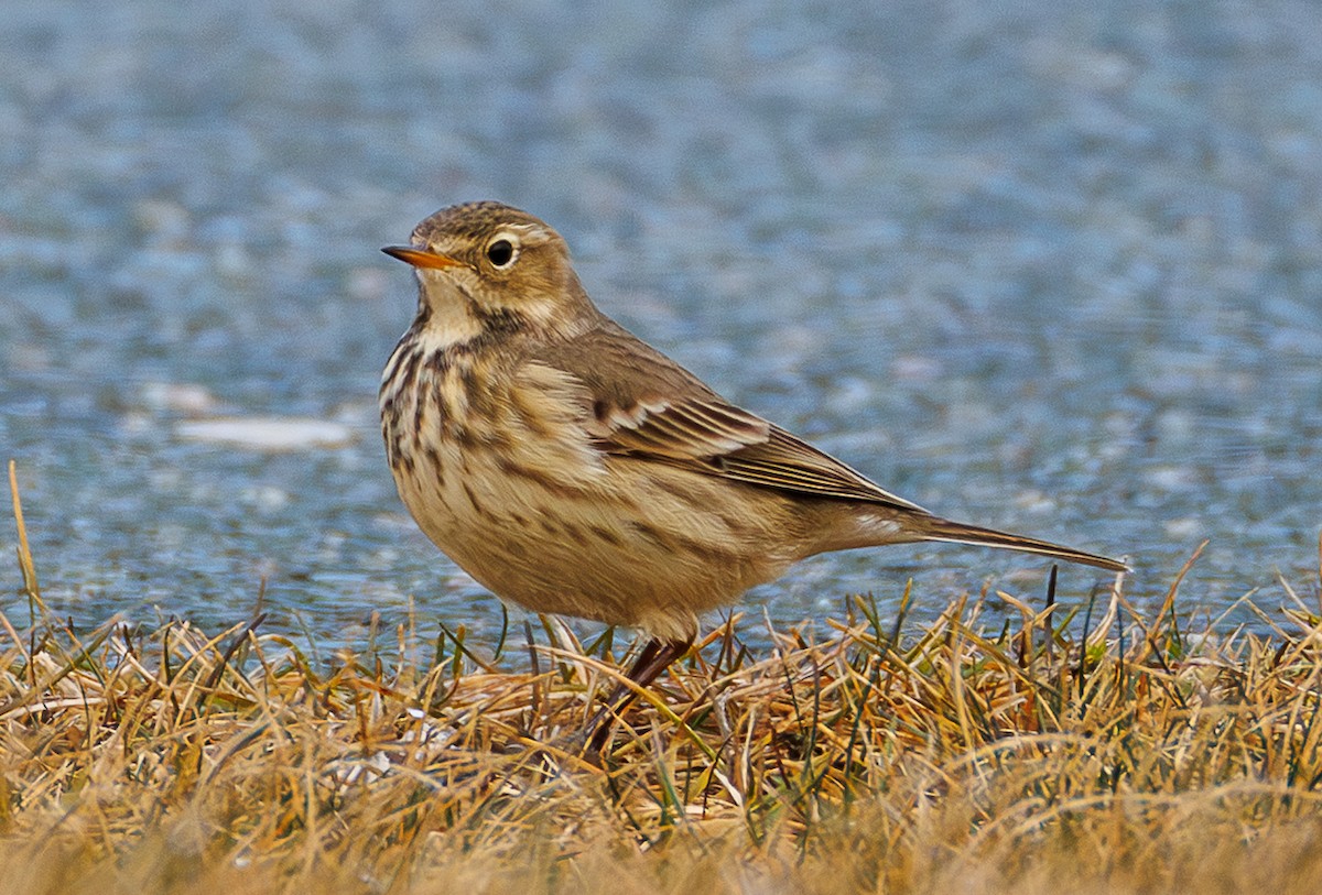 Pipit d'Amérique - ML646543063