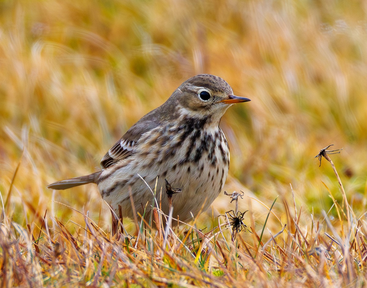 Pipit d'Amérique - ML646543064