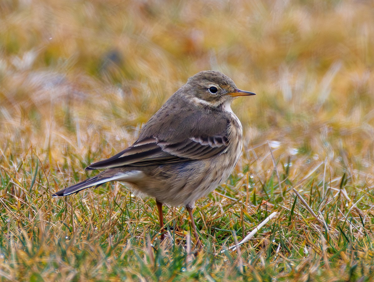 Pipit d'Amérique - ML646543065