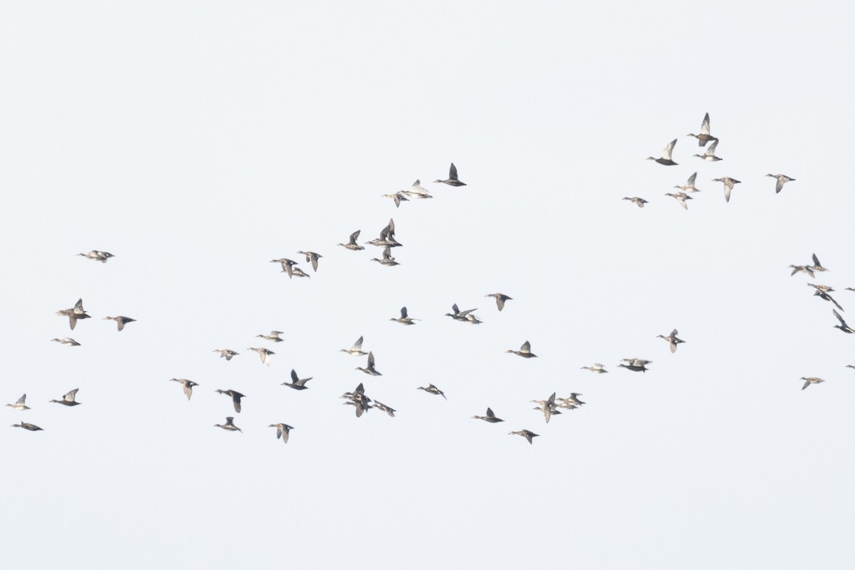 Gadwall - ML646543070