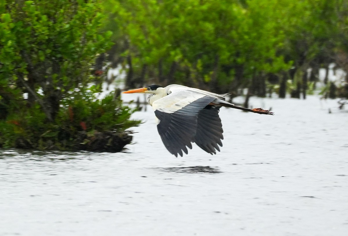 Cocoi Heron - ML646543072