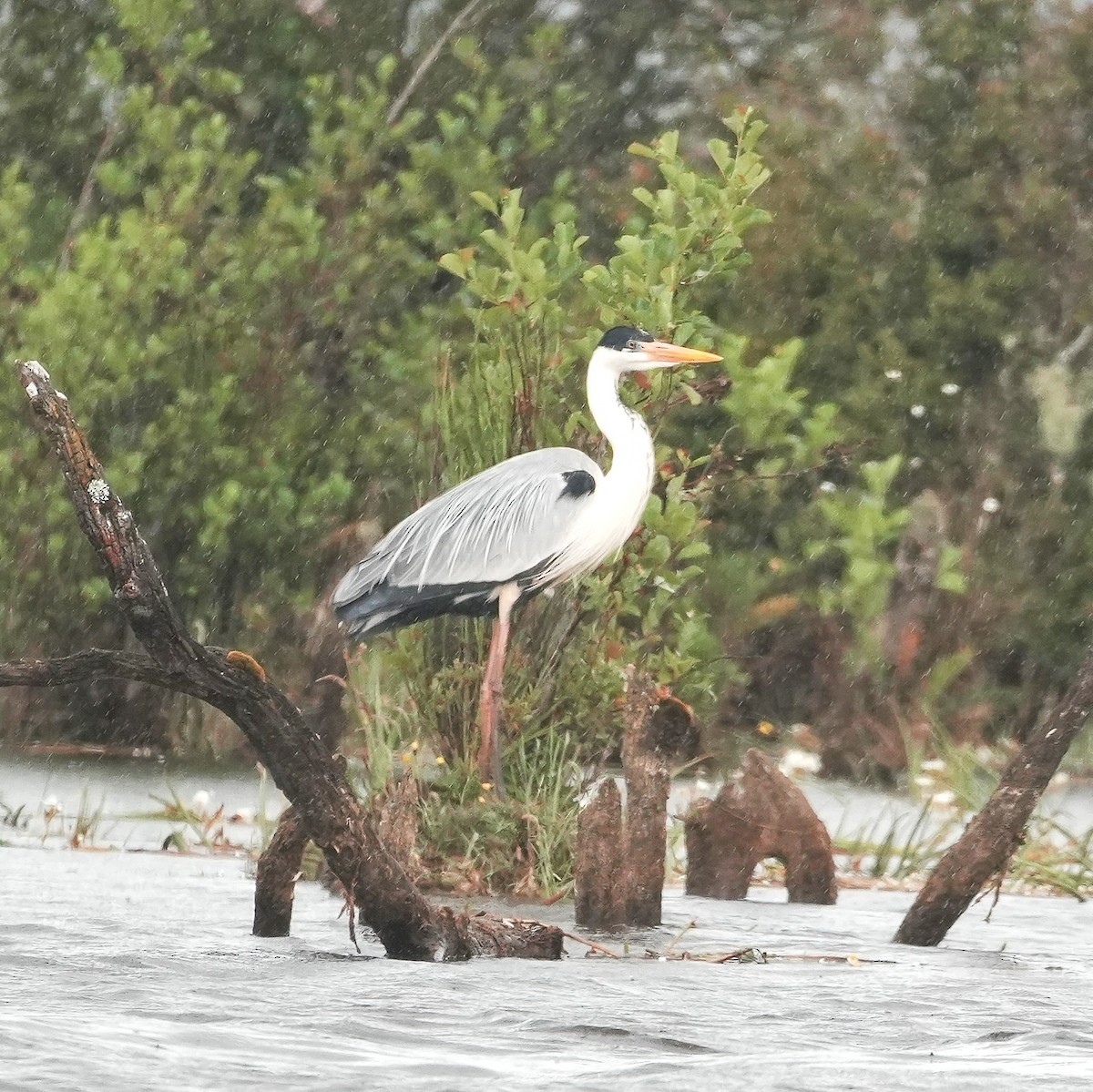 Cocoi Heron - ML646543073