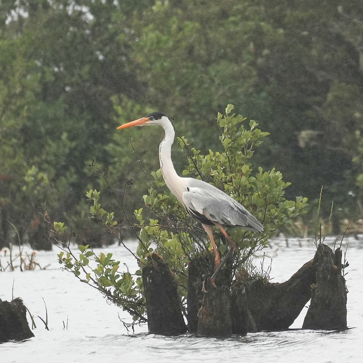 Cocoi Heron - ML646543074