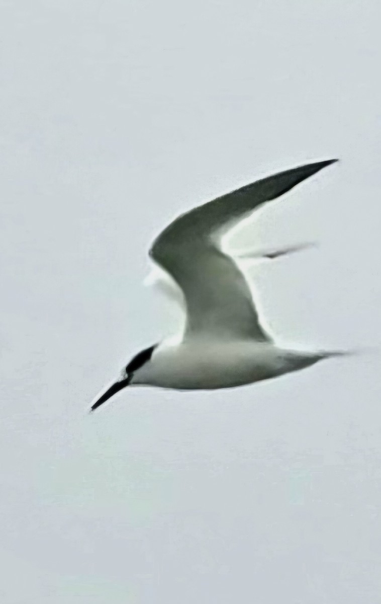 Sandwich Tern - ML646543075
