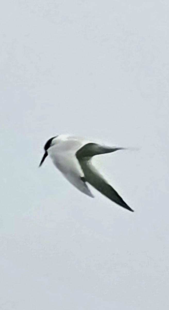 Sandwich Tern - ML646543076