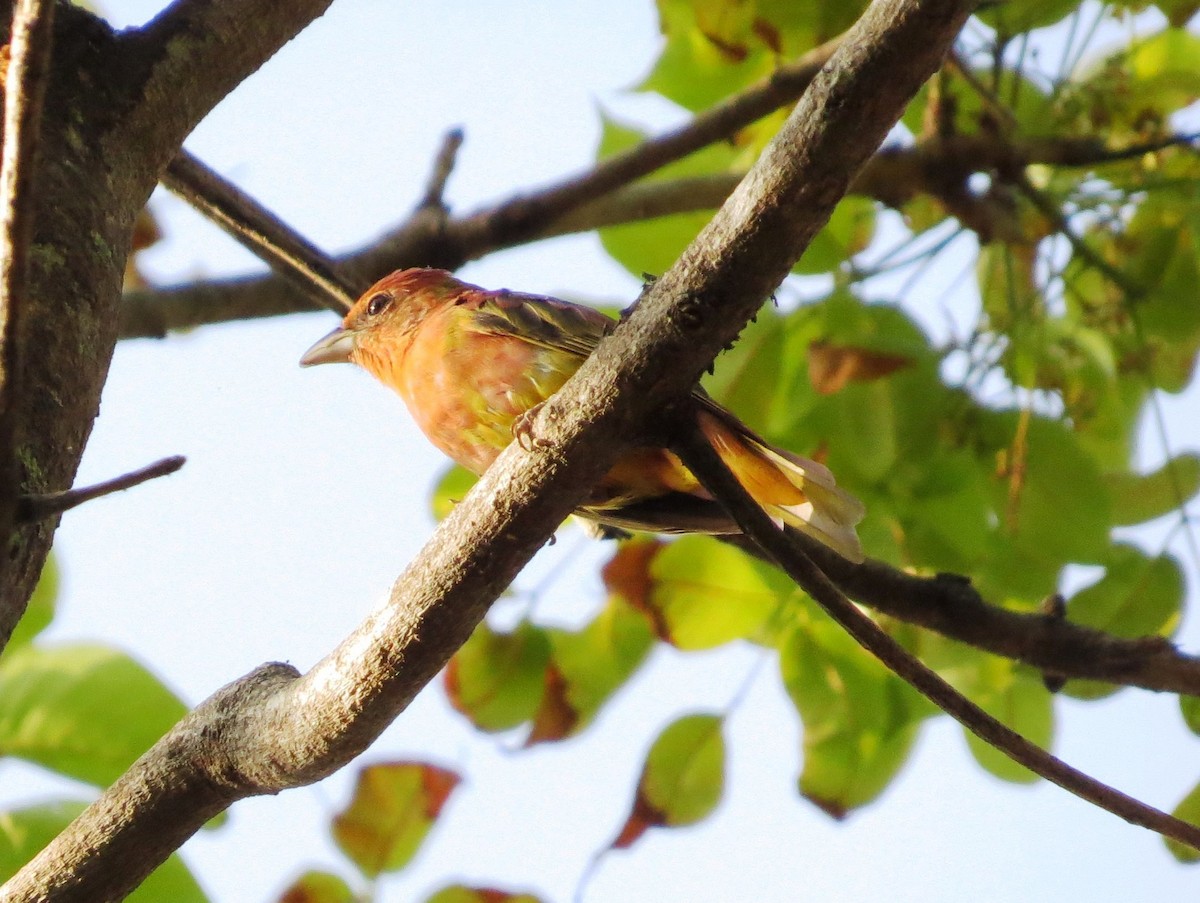 Summer Tanager - ML646543078