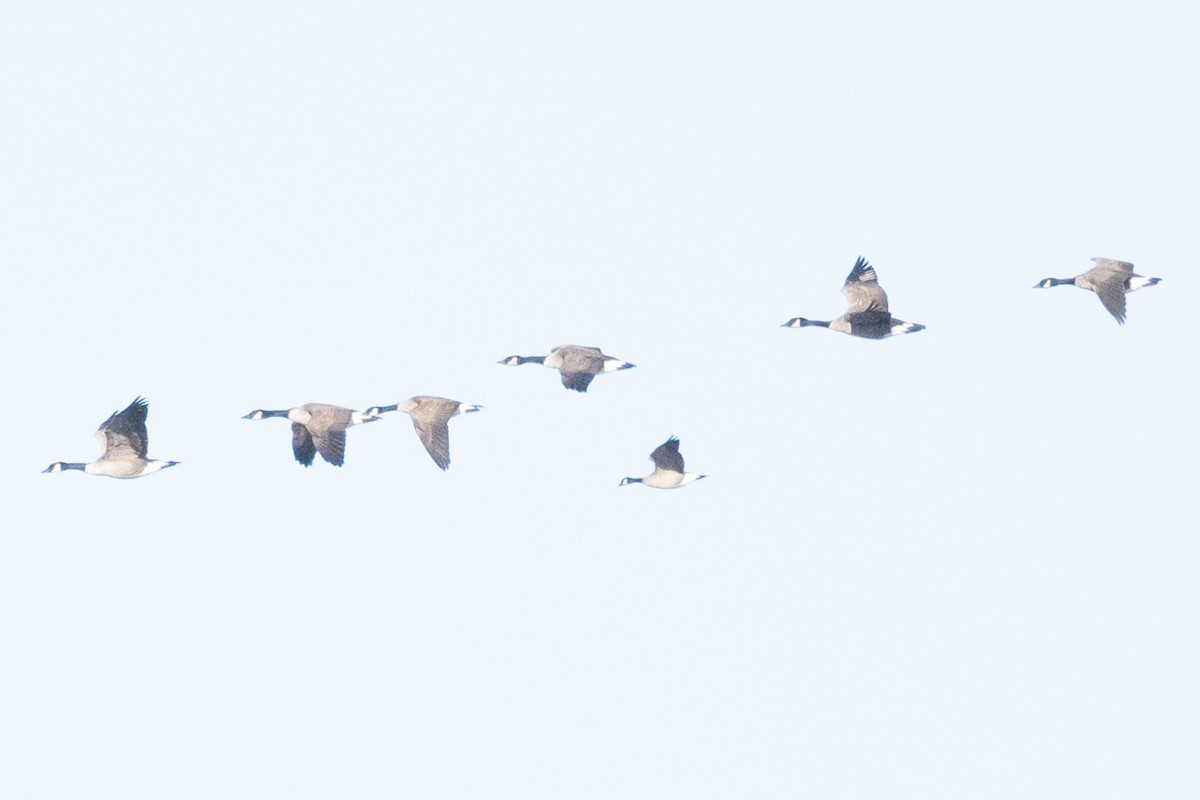 Cackling Goose - ML646543079