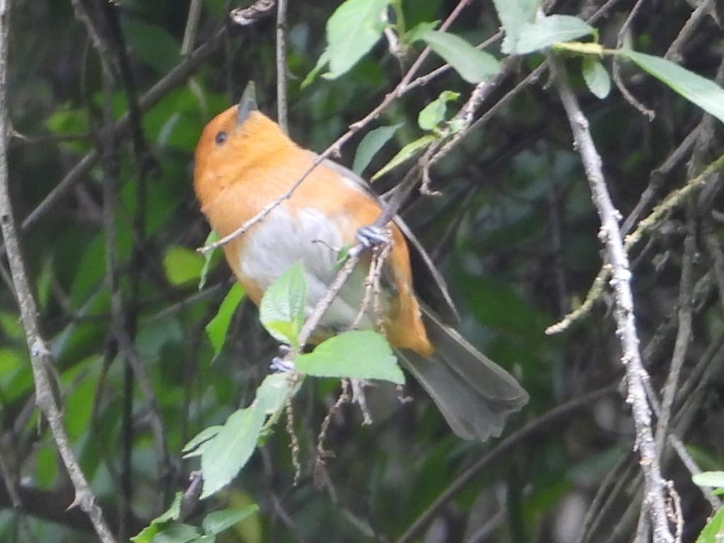 Rufous-chested Tanager - ML646543081